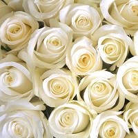 Розы белые "Норма"